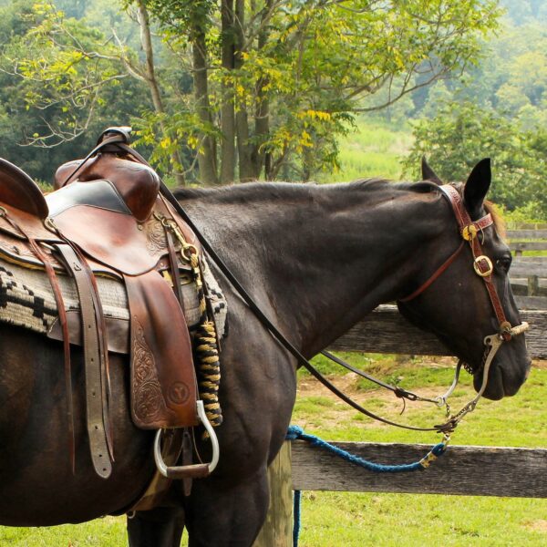 Horse with saddle on it