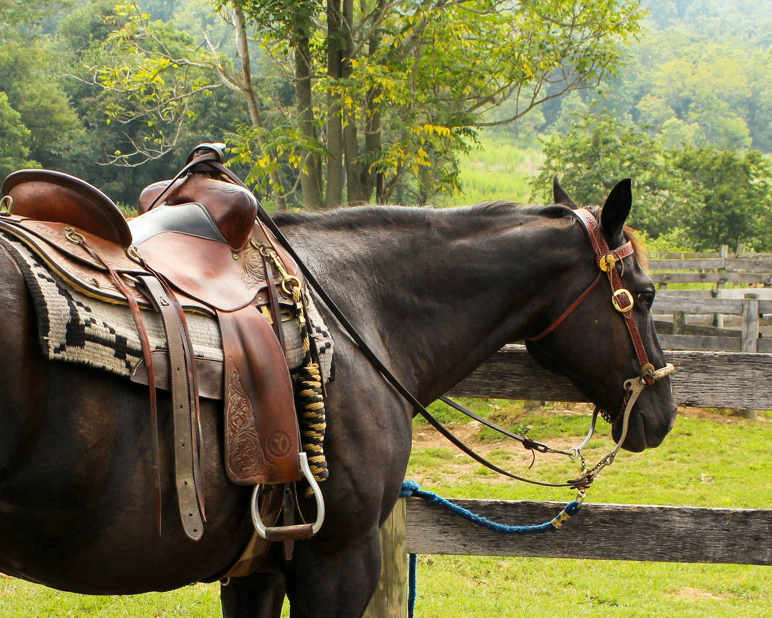 Horse with saddle on it